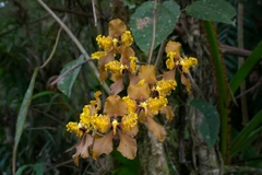 Cyrtochilum serratum