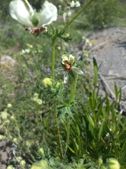 Loasa prostrata
