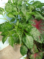 Capsicum baccatum