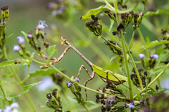 Pseudovates chlorophaea