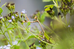 Pseudovates chlorophaea