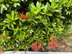 Ixora coccinea