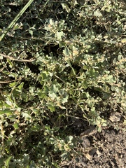 Atriplex semibaccata