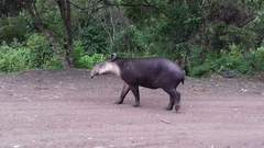 Tapirus pinchaque