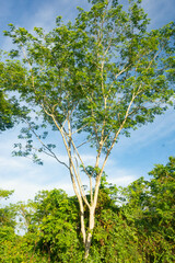 Albizia tomentosa