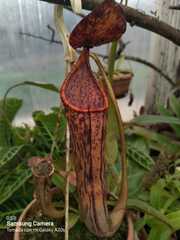 Nepenthes sanguinea