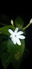 Jasminum