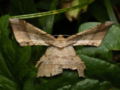 Krananda latimarginaria