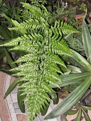 Pityrogramma calomelanos