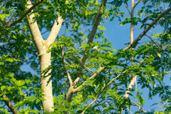 Albizia tomentosa