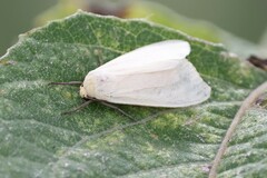 Phaegopterina
