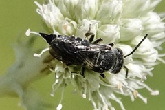Boreocoelioxys