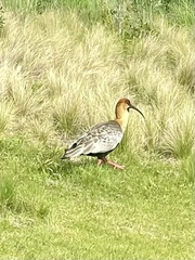 Theristicus melanopis