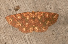 Isochromodes polvoreata