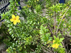 Allamanda cathartica