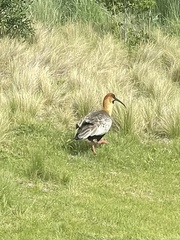 Theristicus melanopis