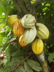 Theobroma