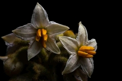 Solanum