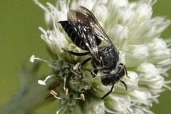 Boreocoelioxys
