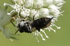 Boreocoelioxys