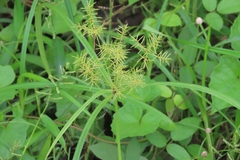 Cyperus cyperoides