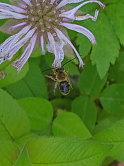 Eucera
