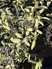 Santalum ellipticum