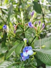 Eranthemum