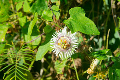 Passiflora colimensis