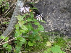 Monarda bradburiana