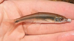 Cyprinella spiloptera