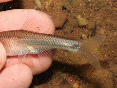 Cyprinella spiloptera