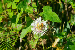 Passiflora colimensis