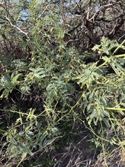Prosopis pallida