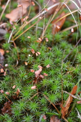 Polytrichum commune