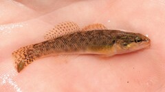 Etheostoma flabellare