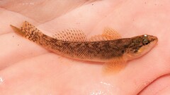 Etheostoma flabellare