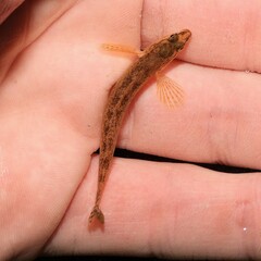 Etheostoma flabellare