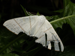 Ourapteryx nivea