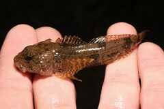 Cottus girardi