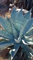 Agave colorata