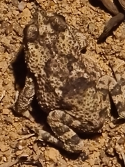 Rhinella