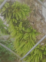 Eurhynchium striatum