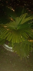 Coryphoideae