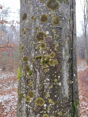 Melanelixia glabratula