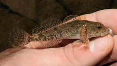 Cottus girardi