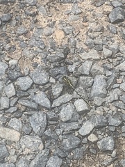 Austrogomphus guerini