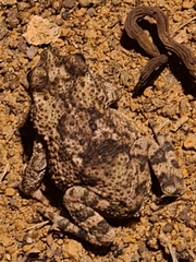 Rhinella