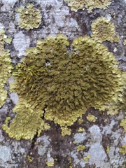 Melanelixia glabratula