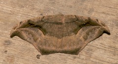 Oxydia scriptipennaria